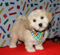 Orson - Havaton, a male Havaton for sale in Lyons, NE – Photo 3 of 10