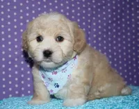 Orson - Havaton, a male Havaton for sale in Lyons, NE – Photo 6 of 10