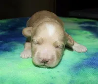 Orson - Havaton, a male Havaton for sale in Lyons, NE – Photo 2 of 4