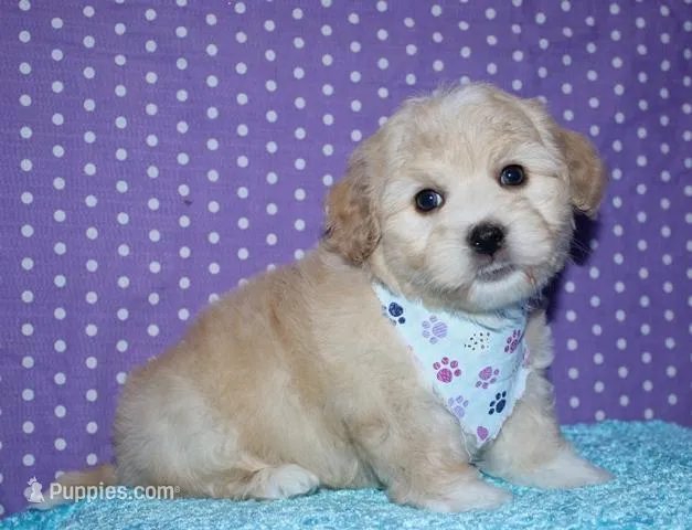 Orson - Havaton – Havaton puppy for sale in Lyons, NE