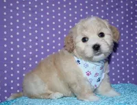 Orson - Havaton, a male Havaton for sale in Lyons, NE – Photo 5 of 10