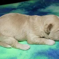 Orson - Havaton, a male Havaton for sale in Lyons, NE – Photo 9 of 10