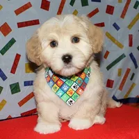 Orson - Havaton, a male Havaton for sale in Lyons, NE – Photo 4 of 10