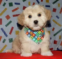 Orson - Havaton, a male Havaton for sale in Lyons, NE – Photo 2 of 10