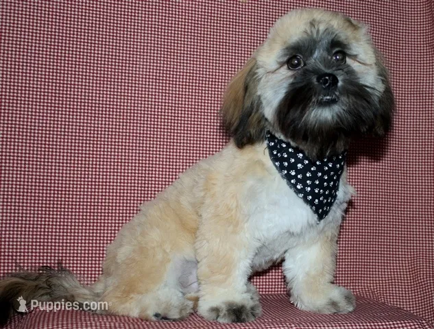 Gavin- Shih Tzu/Coton – Coton de Tulear, Shih Tzu puppy for sale in Lyons, NE