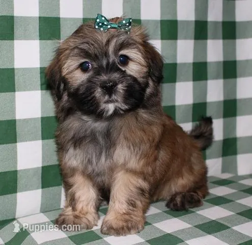 Keeva – Havanese puppy for sale in Lyons, NE