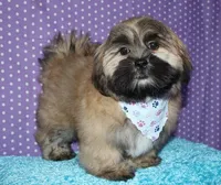 Gavin - Shih Tzu/Coton, a male Coton de Tulear and Shih Tzu for sale in Lyons, NE – Photo 3 of 10