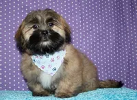 Gavin - Shih Tzu/Coton, a male Coton de Tulear and Shih Tzu for sale in Lyons, NE – Photo 2 of 10