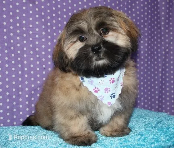 Gavin - Shih Tzu/Coton – Coton de Tulear, Shih Tzu puppy for sale in Lyons, NE
