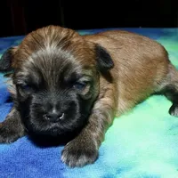 Gavin - Shih Tzu/Coton, a male Coton de Tulear and Shih Tzu for sale in Lyons, NE – Photo 9 of 10