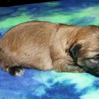 Gavin - Shih Tzu/Coton, a male Coton de Tulear and Shih Tzu for sale in Lyons, NE – Photo 10 of 10