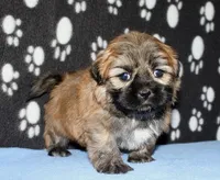 Gavin - Shih Tzu/Coton, a male Coton de Tulear and Shih Tzu for sale in Lyons, NE – Photo 7 of 10