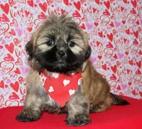 Gavin - Shih Tzu/Coton, a male Coton de Tulear and Shih Tzu for sale in Lyons, NE – Photo 4 of 10