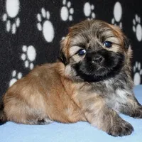 Gavin - Shih Tzu/Coton, a male Coton de Tulear and Shih Tzu for sale in Lyons, NE – Photo 8 of 10