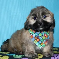 Gavin - Shih Tzu/Coton, a male Coton de Tulear and Shih Tzu for sale in Lyons, NE – Photo 5 of 10