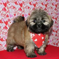 Gavin - Shih Tzu/Coton, a male Coton de Tulear and Shih Tzu for sale in Lyons, NE – Photo 7 of 10