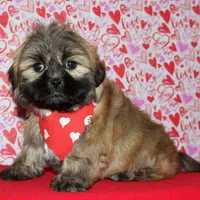 Gavin - Shih Tzu/Coton, a male Coton de Tulear and Shih Tzu for sale in Lyons, NE – Photo 6 of 10