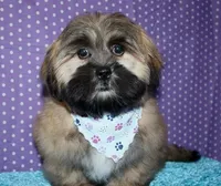 Gavin - Shih Tzu/Coton, a male Coton de Tulear and Shih Tzu for sale in Lyons, NE – Photo 4 of 10