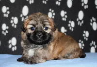 Gavin - Shih Tzu/Coton, a male Coton de Tulear and Shih Tzu for sale in Lyons, NE – Photo 6 of 10