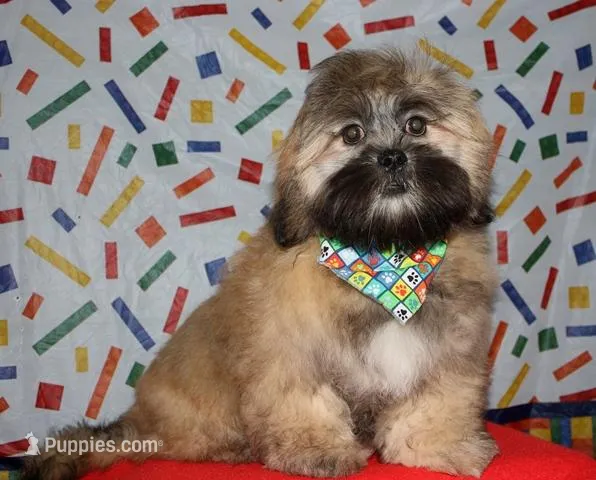 Gavin - Shih Tzu/Coton – Coton de Tulear, Shih Tzu puppy for sale in Lyons, NE