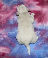 Oaklee - Havaton, a female Havaton for sale in Lyons, NE – Photo 4 of 4