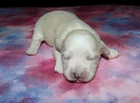 Oaklee - Havaton, a female Havaton for sale in Lyons, NE – Photo 3 of 4