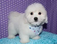 Maverick, a male Coton de Tulear for sale in Lyons, NE – Photo 3 of 10