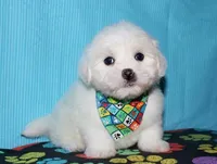 Maverick, a male Coton de Tulear for sale in Lyons, NE – Photo 6 of 10