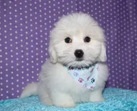Maverick, a male Coton de Tulear for sale in Lyons, NE – Photo 2 of 10