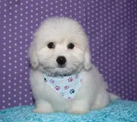 Maverick, a male Coton de Tulear for sale in Lyons, NE – Photo 4 of 10