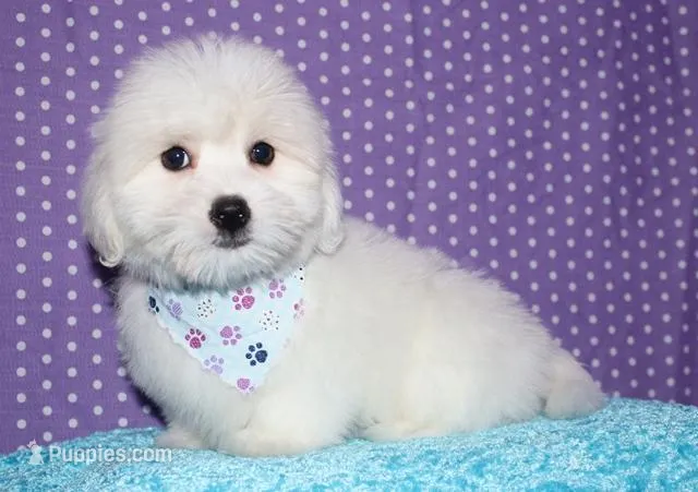 Maverick – Coton de Tulear puppy for sale in Lyons, NE