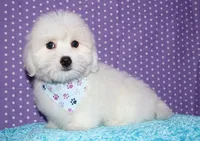 Maverick, a male Coton de Tulear for sale in Lyons, NE – Photo 1 of 10