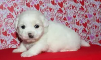Maverick, a male Coton de Tulear for sale in Lyons, NE – Photo 8 of 10