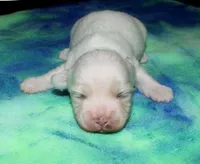 Maverick, a male Coton de Tulear for sale in Lyons, NE – Photo 9 of 10