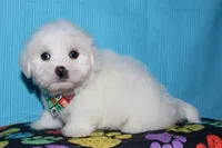 Maverick, a male Coton de Tulear for sale in Lyons, NE – Photo 7 of 10