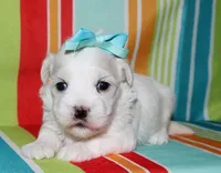 Lila, a female Coton de Tulear for sale in Lyons, NE – Photo 2 of 8