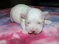 Lila, a female Coton de Tulear for sale in Lyons, NE – Photo 5 of 8