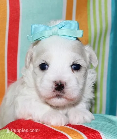 Lila, a female Coton de Tulear for sale in Lyons, NE – Photo 1 of 8