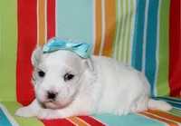Lila, a female Coton de Tulear for sale in Lyons, NE – Photo 3 of 8