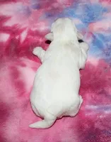 Lila, a female Coton de Tulear for sale in Lyons, NE – Photo 8 of 8