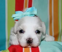 Luna, a female Coton de Tulear for sale in Lyons, NE – Photo 3 of 8