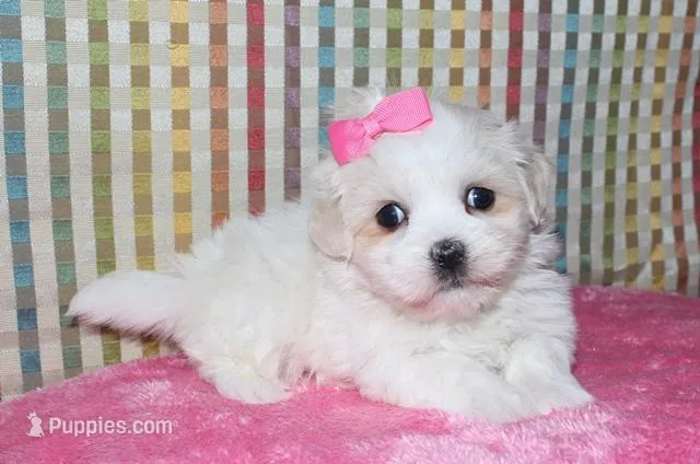 Luna – Coton de Tulear puppy for sale in Lyons, NE