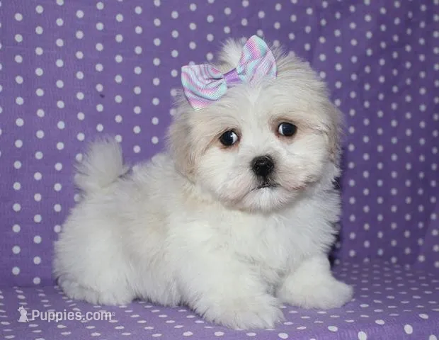 Luna – Coton de Tulear puppy for sale in Lyons, NE