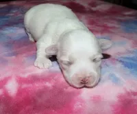 Luna, a female Coton de Tulear for sale in Lyons, NE – Photo 5 of 8