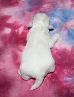 Luna, a female Coton de Tulear for sale in Lyons, NE – Photo 8 of 8