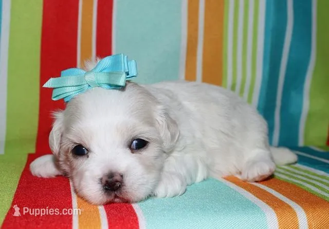 Luna, a female Coton de Tulear for sale in Lyons, NE – Photo 1 of 8