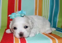 Luna, a female Coton de Tulear for sale in Lyons, NE – Photo 1 of 8