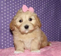 Regan - Havaton, a male Havaton for sale in Lyons, NE – Photo 4 of 8