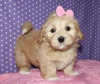 Regan - Havaton, a male Havaton for sale in Lyons, NE – Photo 3 of 8