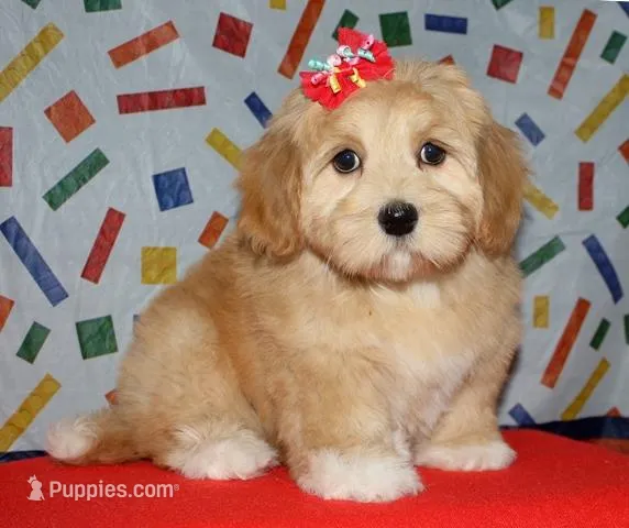 Regan - Havaton – Havaton puppy for sale in Lyons, NE